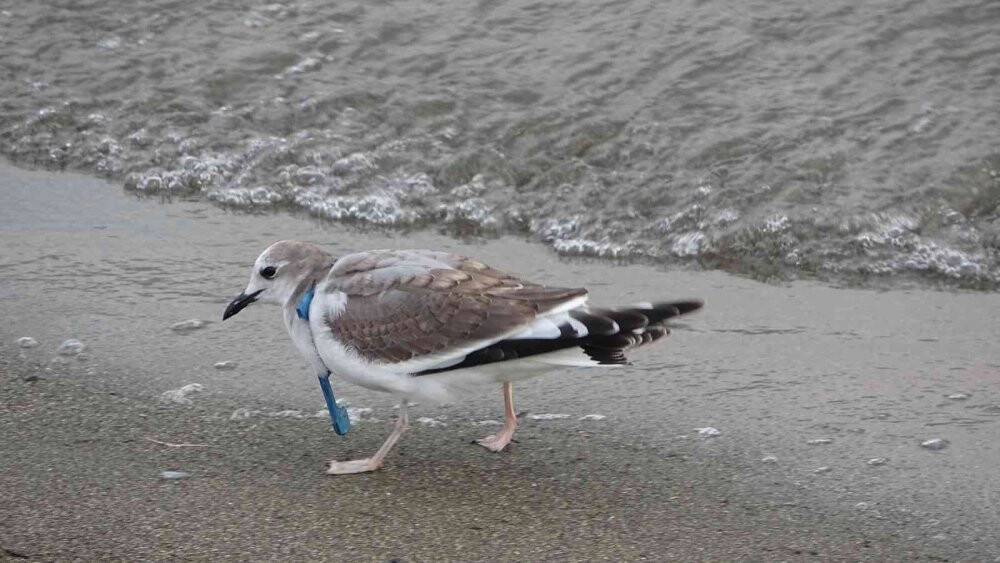 Herkes fotoğrafını çekmek için koştu