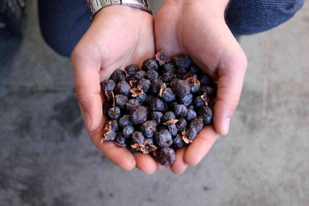 İki senede bir yetişiyor, faydası saymakla bitmiyor