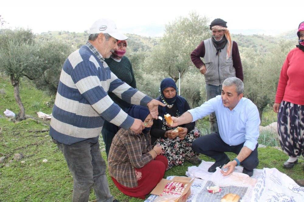 Başkan Kaplan zeytin hasadına katıldı