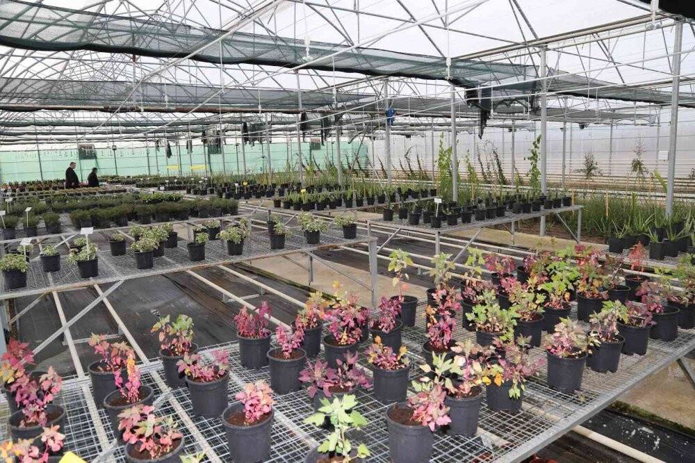 Başkan Altay: Jeotermal Ar-Ge serasında alternatif ürün yetiştiriyoruz