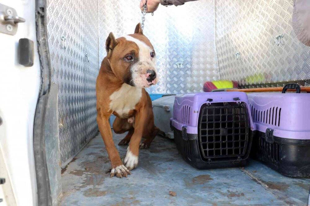 Yasaklı ırk köpeklerini kendi elleriyle teslim ettiler