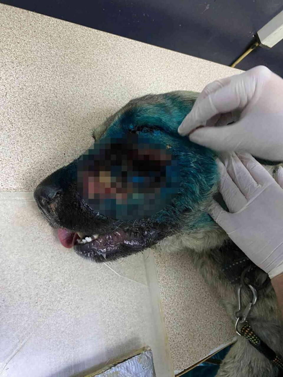 Köpeğin yüzünden 90 saçma çıktı, görenler şoke oldu