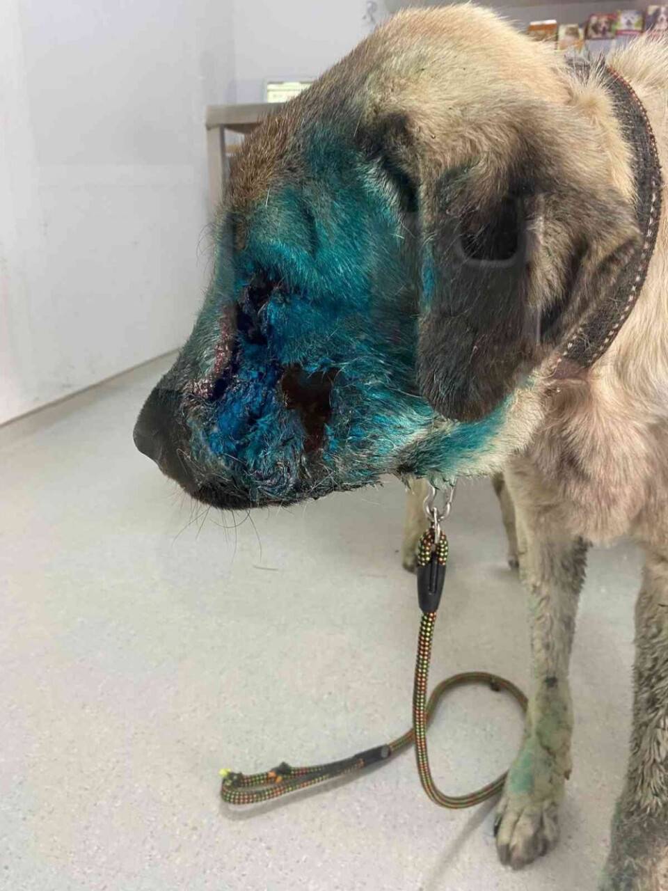 Köpeğin yüzünden 90 saçma çıktı, görenler şoke oldu