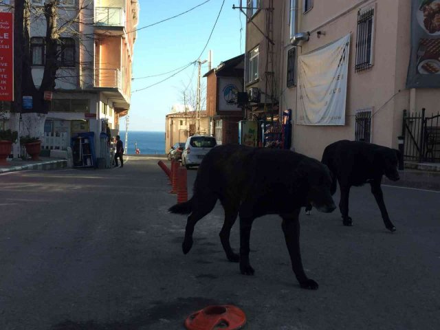 Rumeli Feneri Köyü’ne topluca bırakılan köpekler köylülerin korkulu rüyası haline geldi