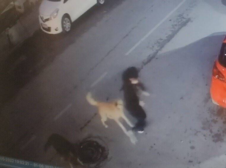 5 sokak köpeği yolda yürüyen çocuğa saldırdı