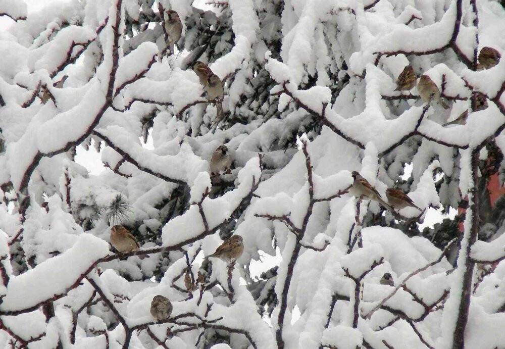 Ahlat’ta yoğun kar yağışı
