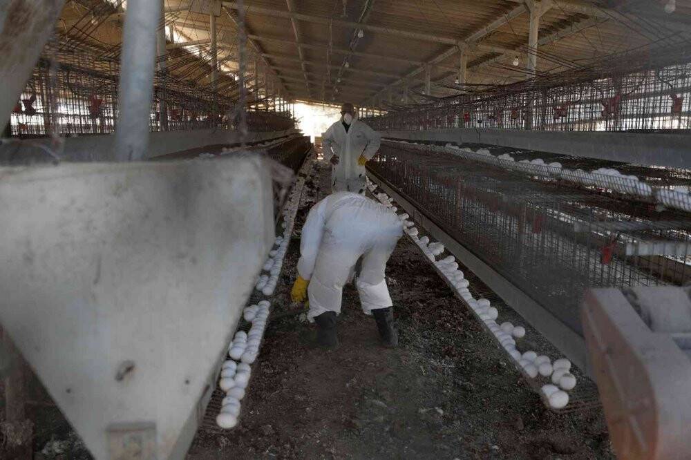 İsrail’de 18 bin 700 tavukta daha kuş gribi tespit edildi