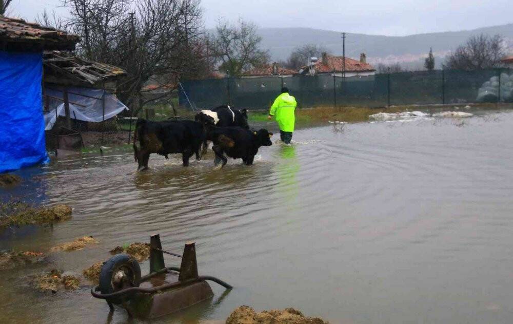 Su taşkınında ahırda mahsur kalan havyanlar kurtarıldı
