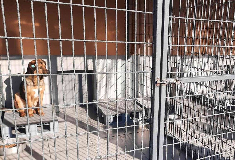 Köpeklerini sokağa bırakanların sayısı arttı