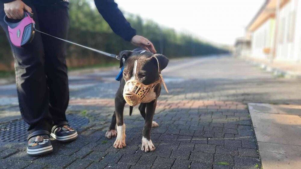 Köpeklerini sokağa bırakanların sayısı arttı
