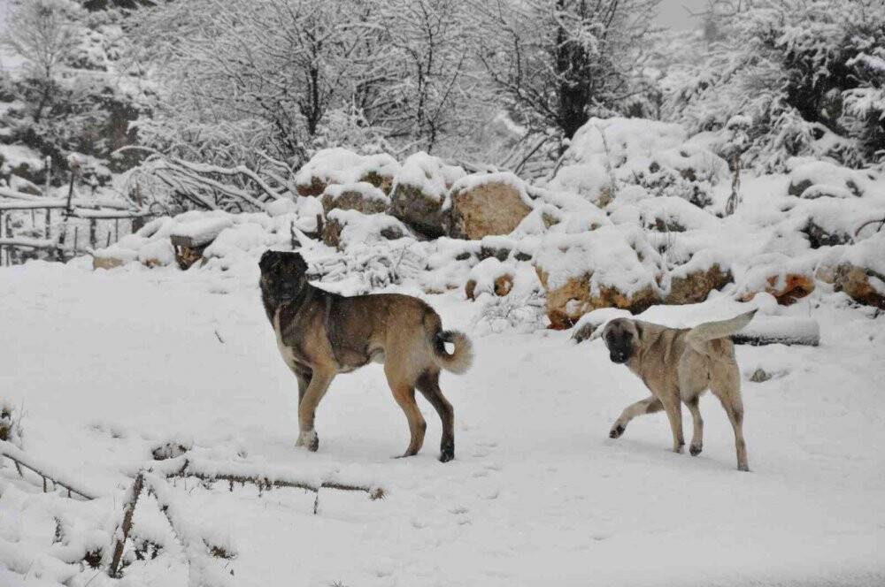 Mersinli çiftçilerin "kar" sevinci