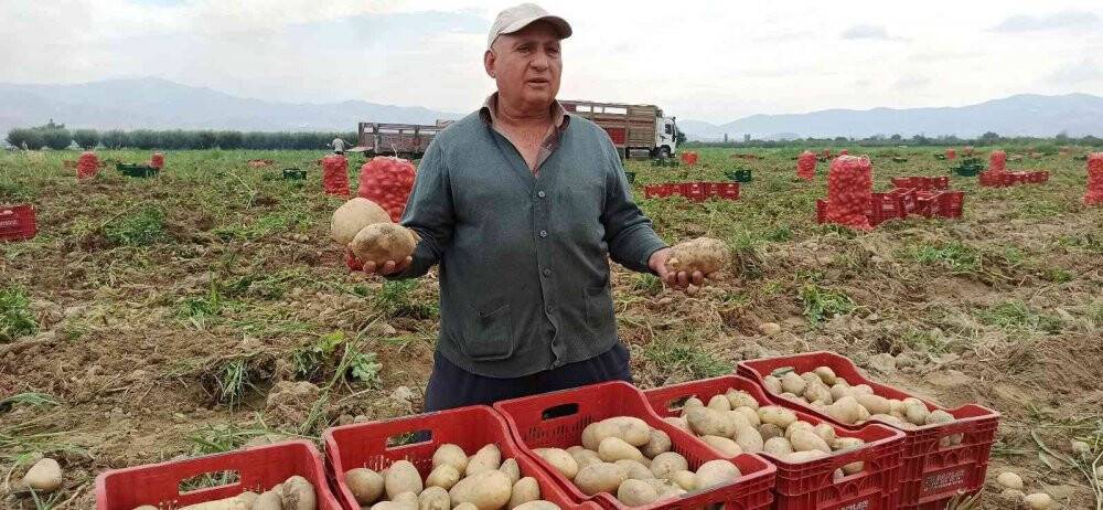 Ödemiş’te kış patatesi hasadı başladı