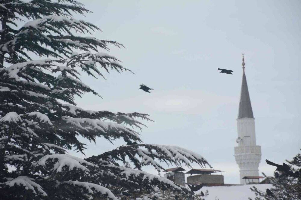 Sibirya soğuğundan etkilenen kuşlar güneşlenerek ısınmaya çalışıyor