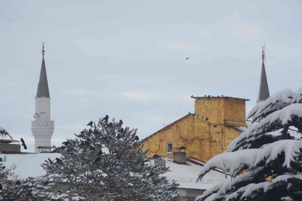 Sibirya soğuğundan etkilenen kuşlar güneşlenerek ısınmaya çalışıyor