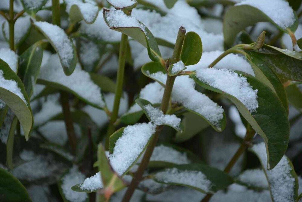 Antalya’nın Korkuteli ilçesinde kar sevinci