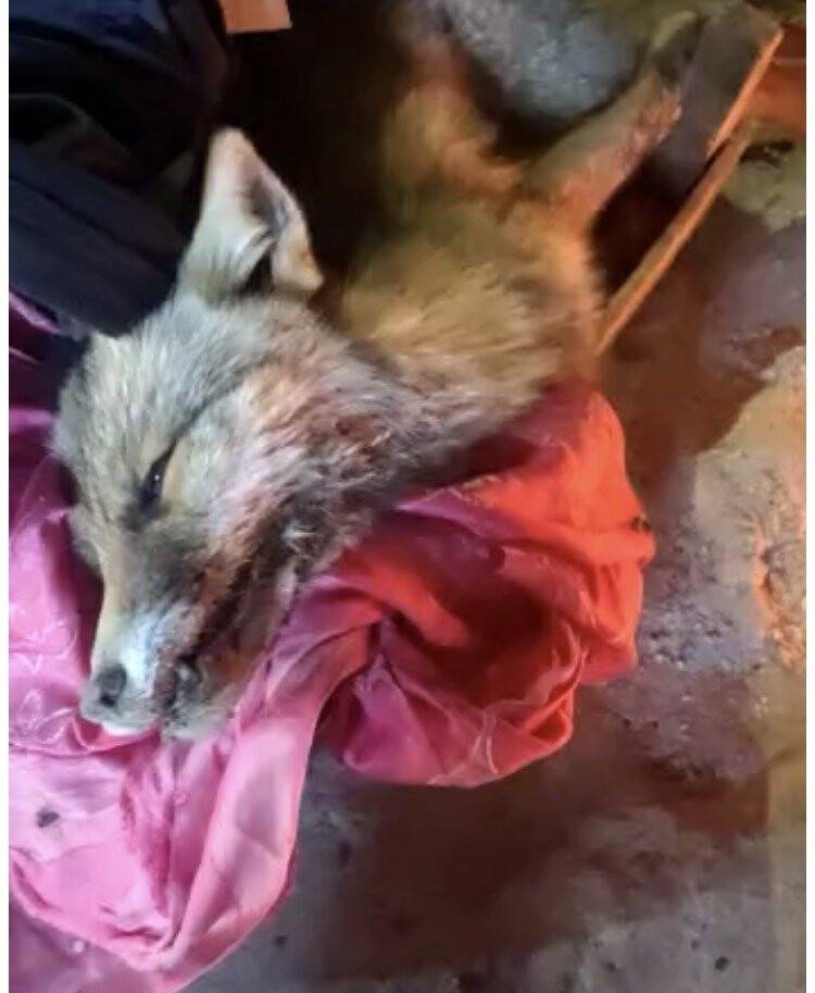 Donmak üzere olan tilkinin yardımına korucu yetişti