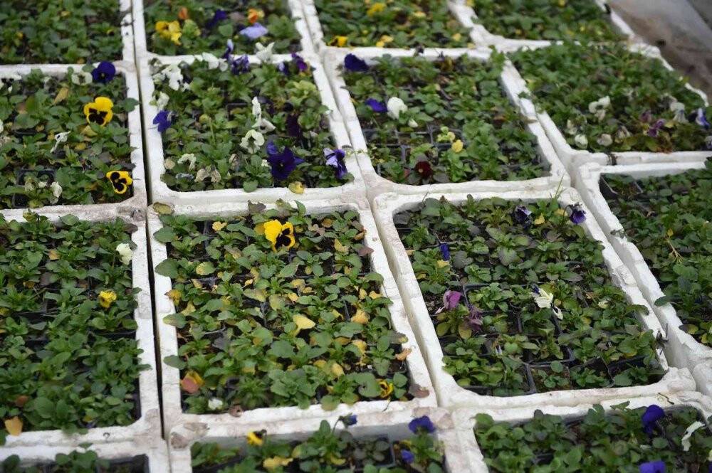 Başkentte çiçek üreticilerinin yüzü gülüyor