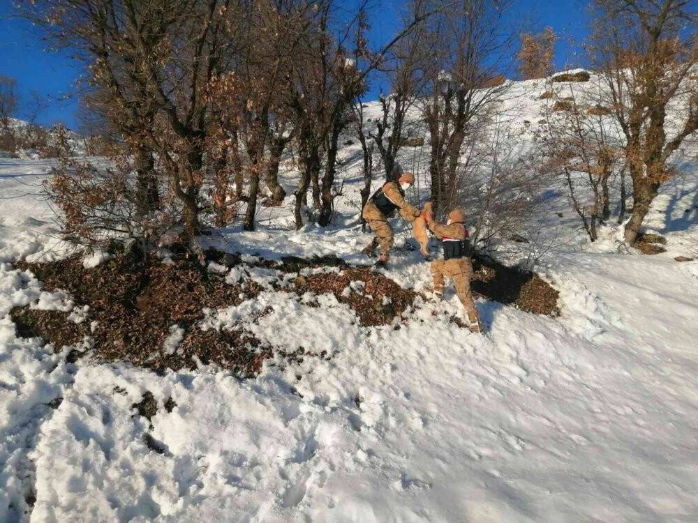 Jandarma donmak üzere olan köpeği kurtardı