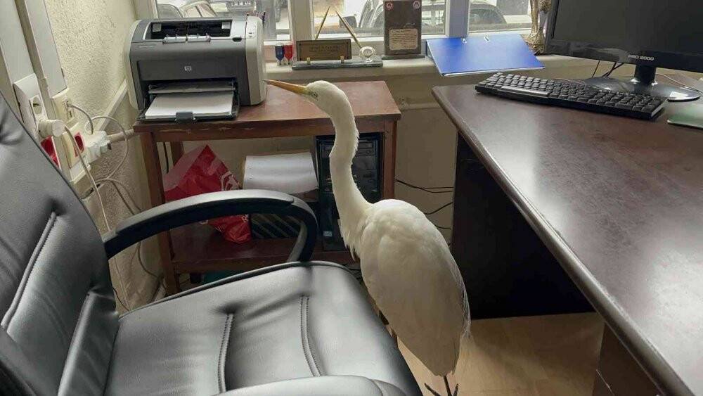 Soğuktan donmak üzere olan büyük ak balıkçılı kurtarıldı