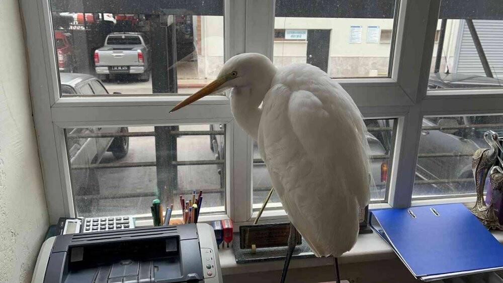 Soğuktan donmak üzere olan büyük ak balıkçılı kurtarıldı