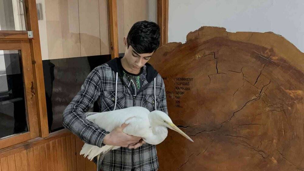 Soğuktan donmak üzere olan büyük ak balıkçılı kurtarıldı