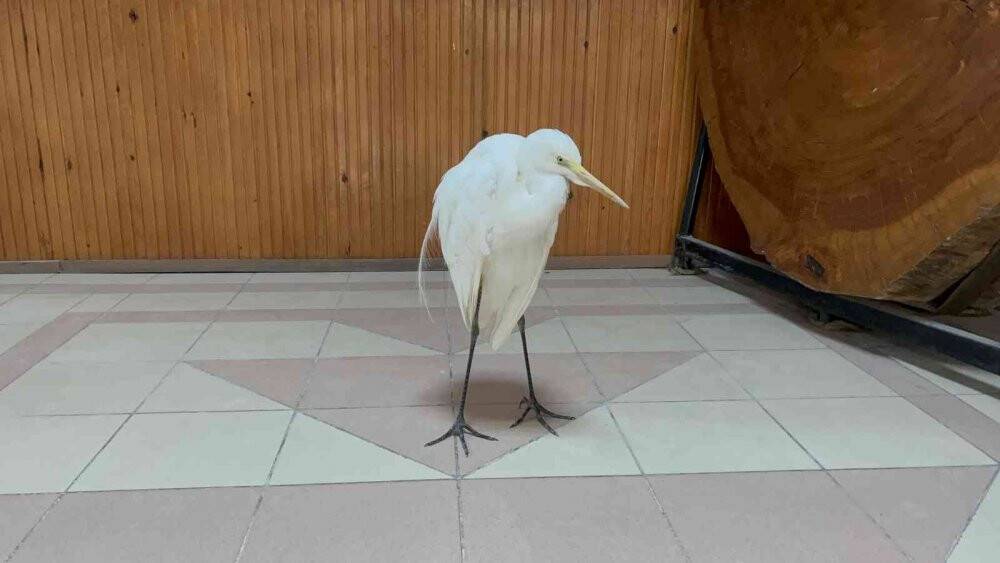 Soğuktan donmak üzere olan büyük ak balıkçılı kurtarıldı