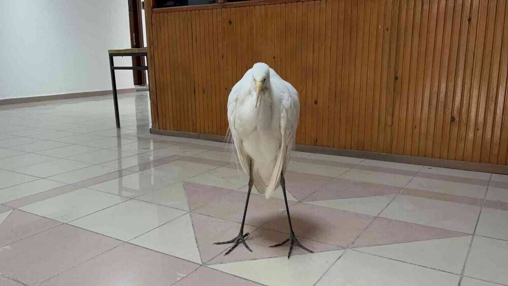 Soğuktan donmak üzere olan büyük ak balıkçılı kurtarıldı