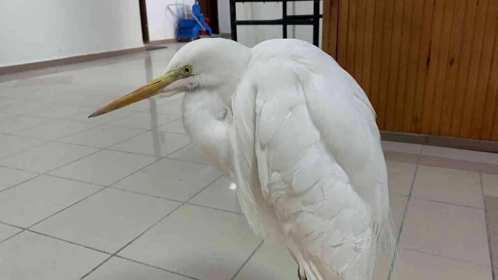 Soğuktan donmak üzere olan büyük ak balıkçılı kurtarıldı