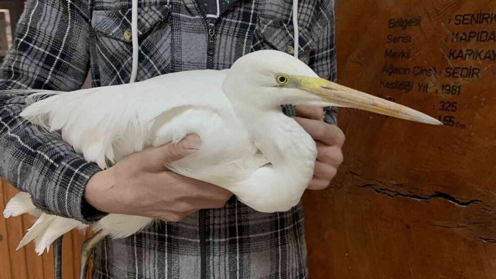 Soğuktan donmak üzere olan büyük ak balıkçılı kurtarıldı
