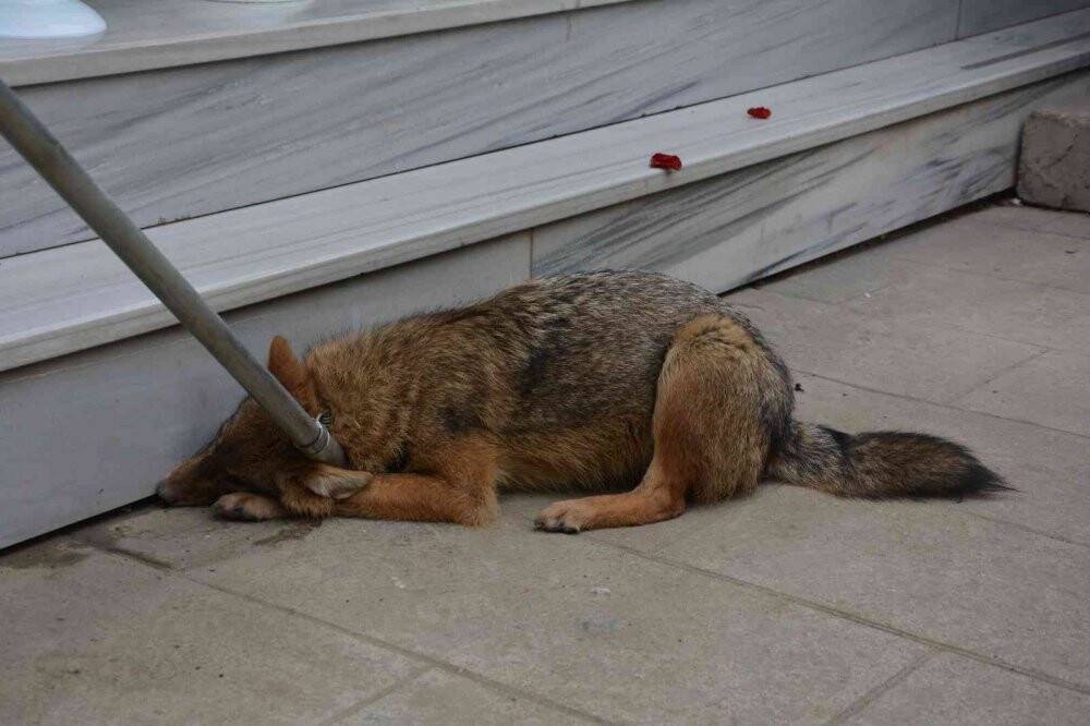 Tilki şehir merkezine indi