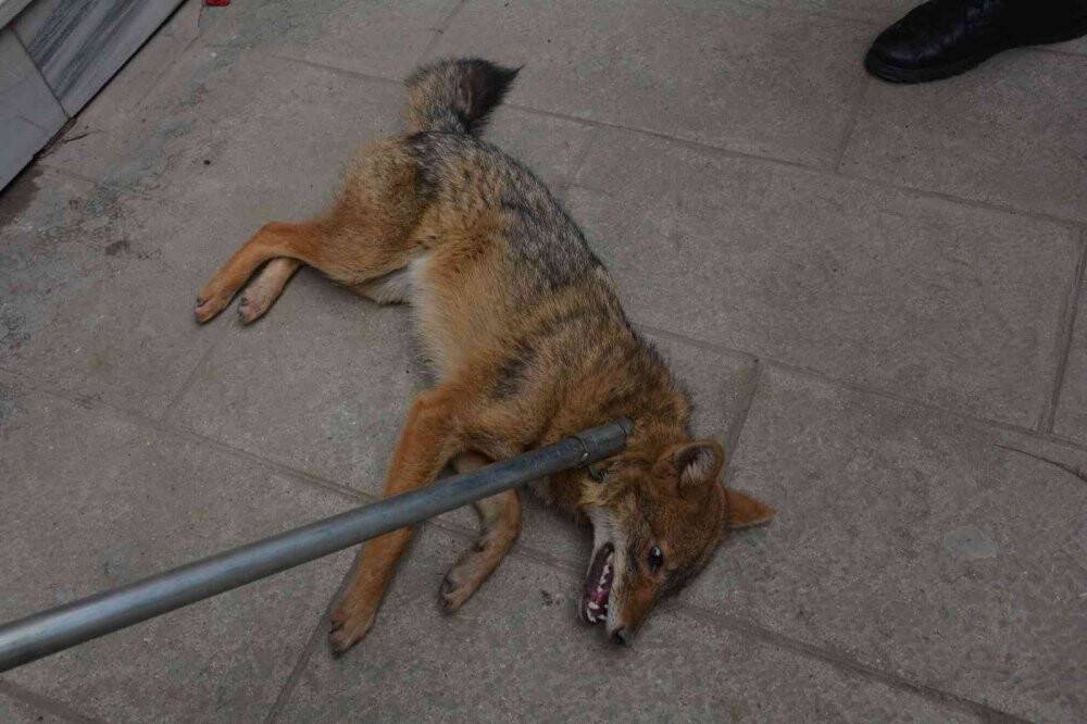 Tilki şehir merkezine indi