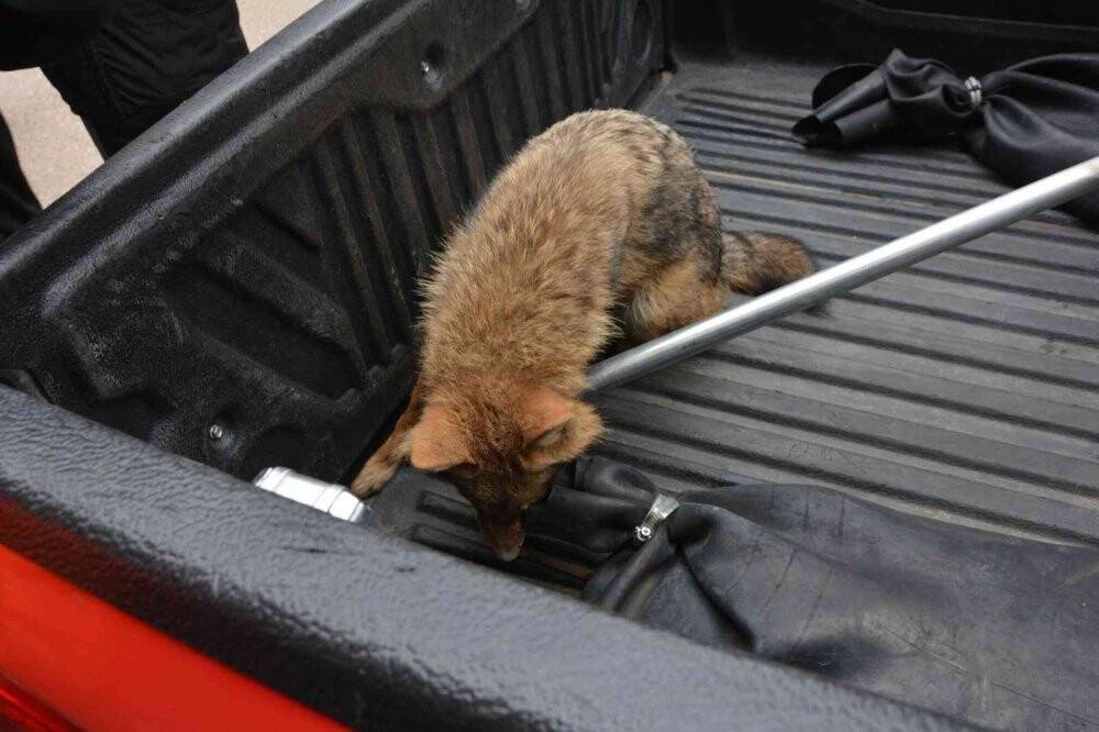 Tilki şehir merkezine indi