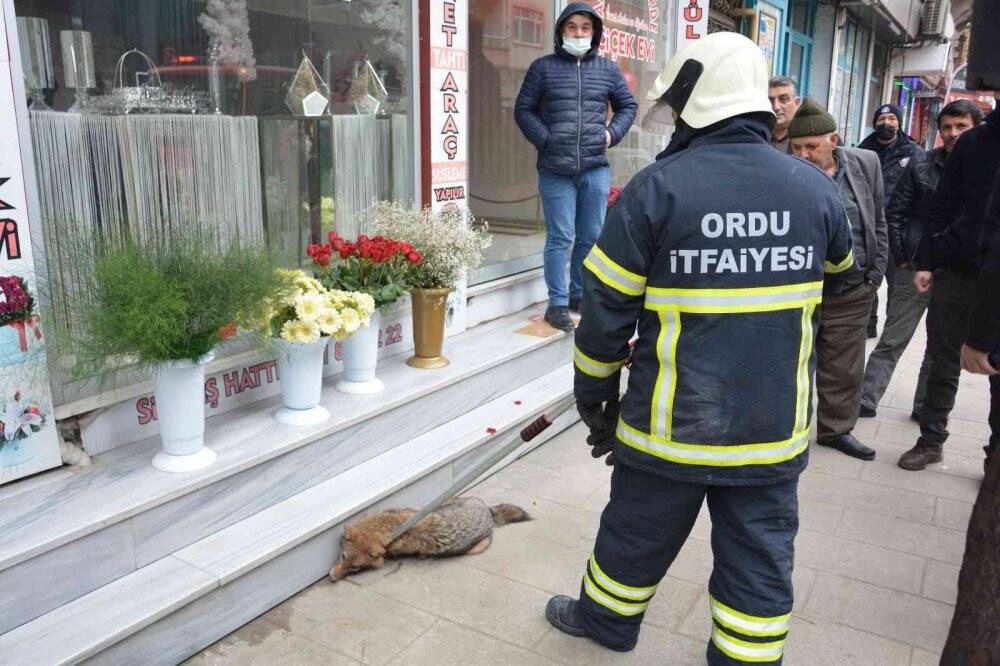 Tilki şehir merkezine indi