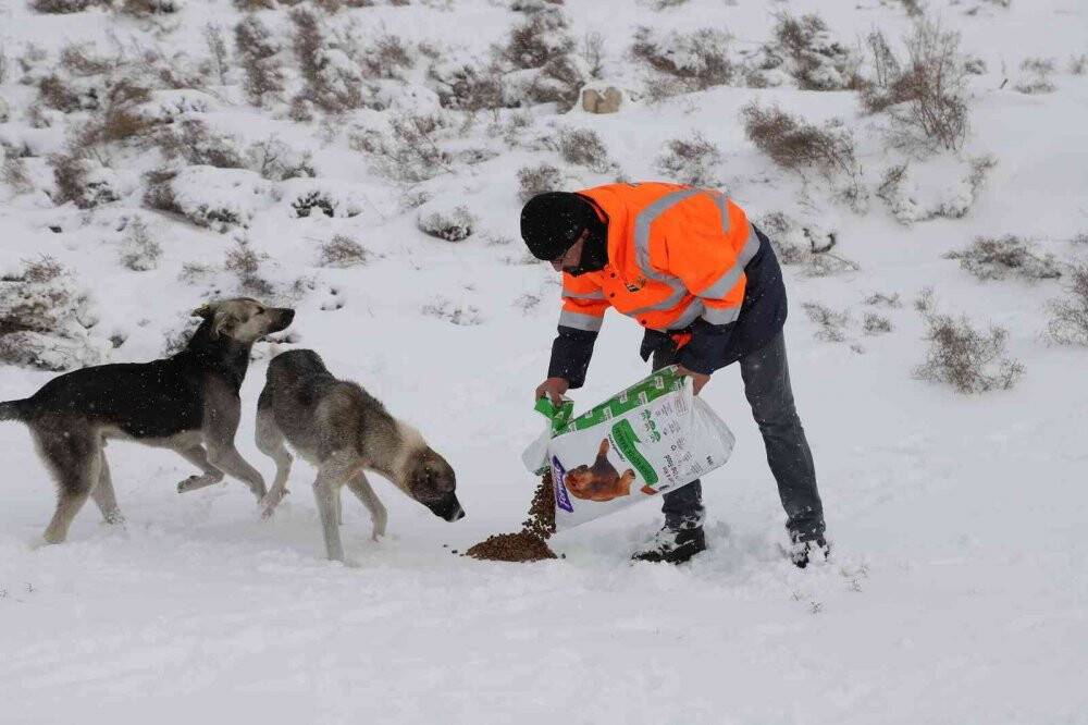 Sahipsiz hayvanlara şefkat eli