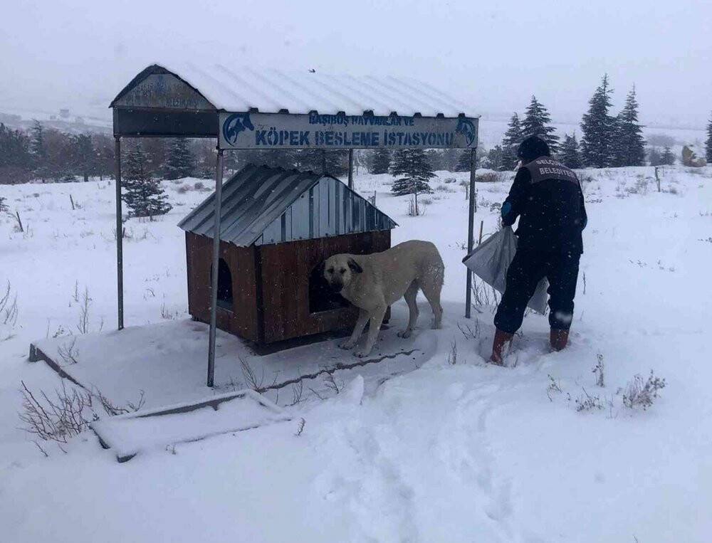 Selçuklu Belediyesi sokak hayvanlarına yem ve mama bırakıyor