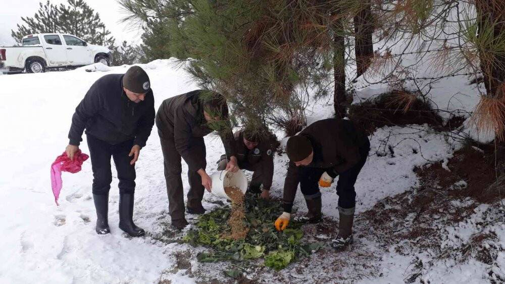 Yaban hayvanları için doğaya 350 kilogram yem bırakıldı