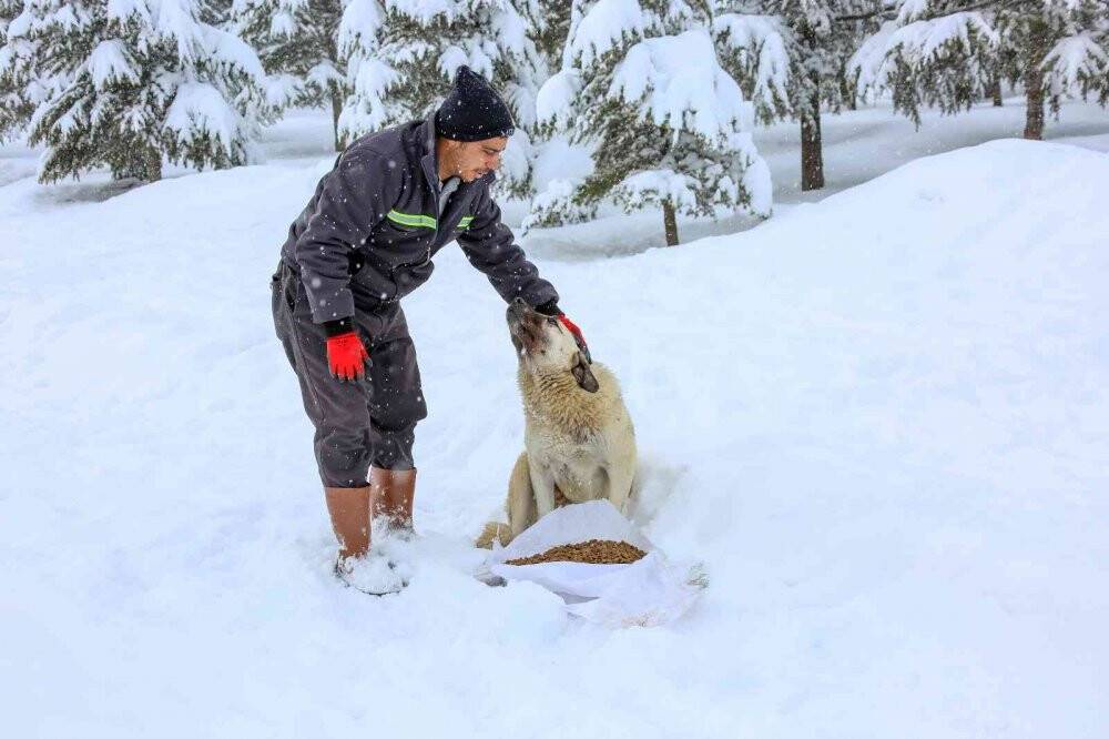 Meram Belediyesi sokak hayvanları için seferber oldu