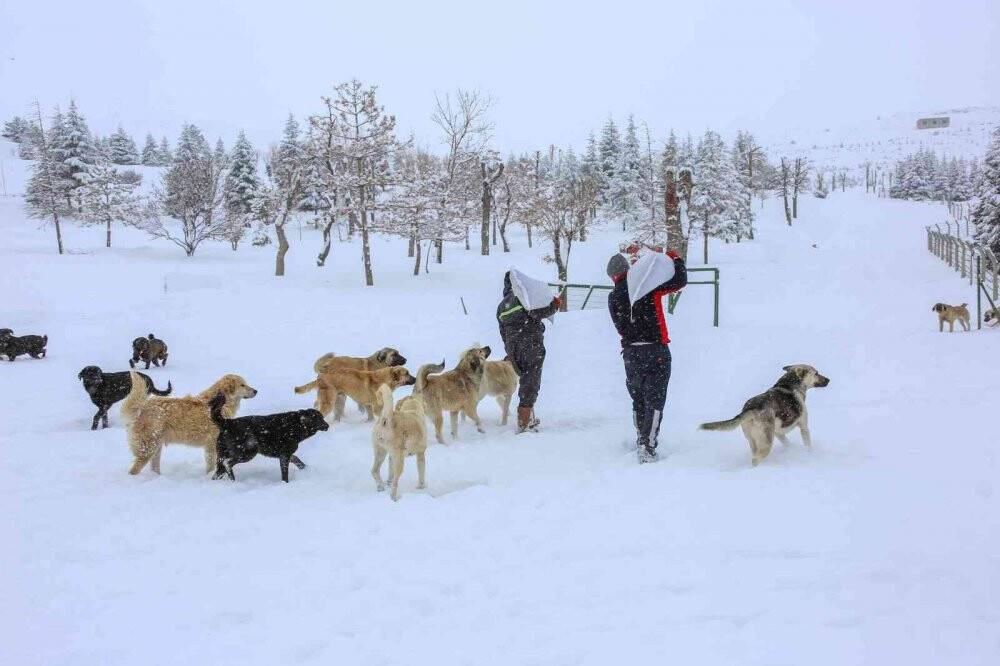 Meram Belediyesi sokak hayvanları için seferber oldu