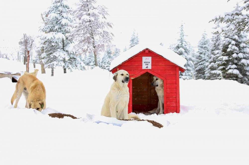 Meram Belediyesi sokak hayvanları için seferber oldu