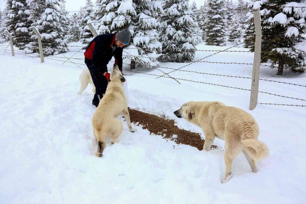 Meram Belediyesi sokak hayvanları için seferber oldu
