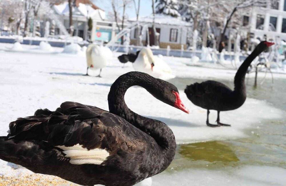 Buz tutan havuzda kuğuların renkli görüntüleri