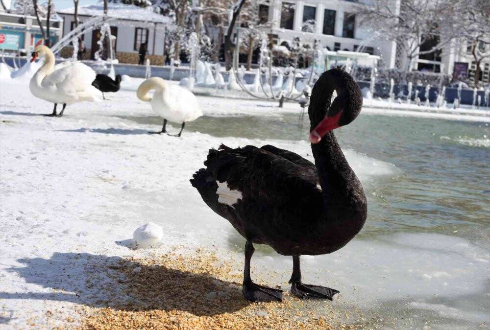 Buz tutan havuzda kuğuların renkli görüntüleri