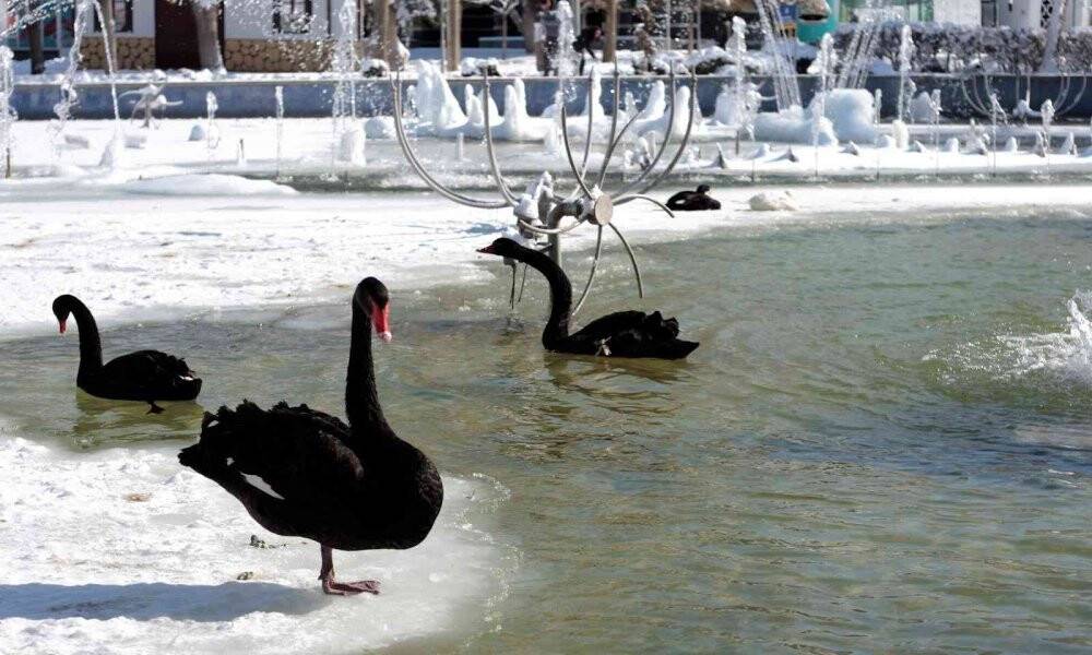 Buz tutan havuzda kuğuların renkli görüntüleri