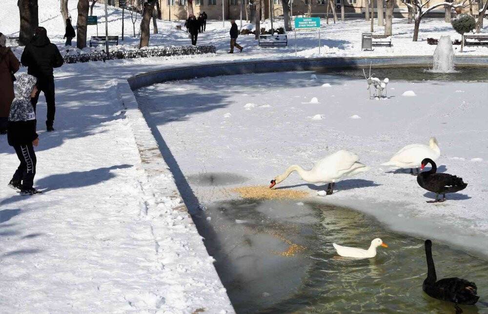 Buz tutan havuzda kuğuların renkli görüntüleri