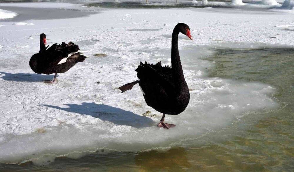 Buz tutan havuzda kuğuların renkli görüntüleri