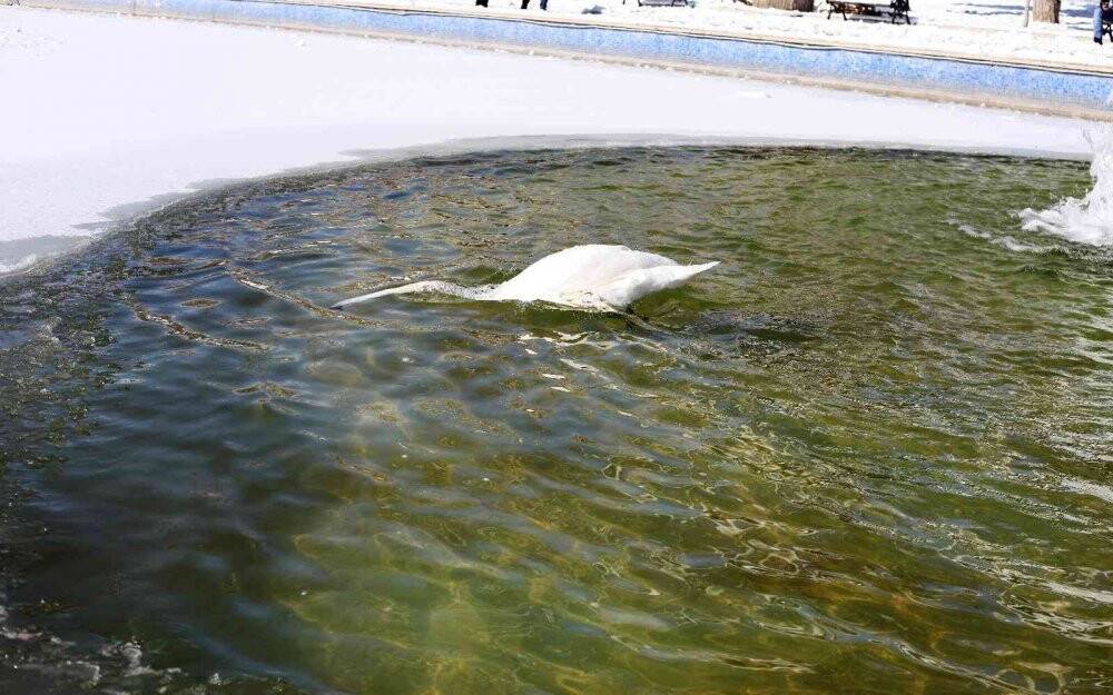 Buz tutan havuzda kuğuların renkli görüntüleri