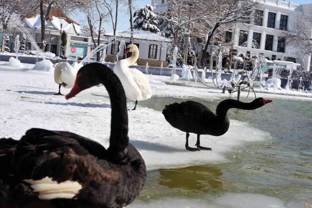 Buz tutan havuzda kuğuların renkli görüntüleri
