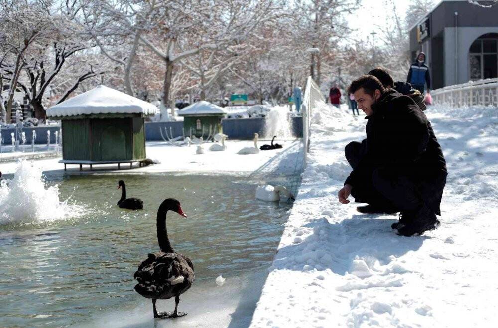 Buz tutan havuzda kuğuların renkli görüntüleri