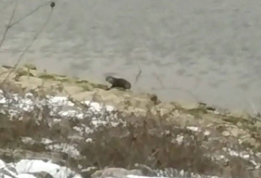 Bursa’da barajda su samuru görüldü