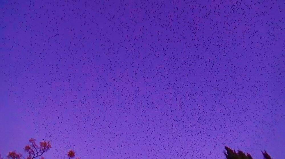 Gökyüzünün kızıllığı eşliğinde muhteşem dans